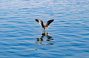 Sooty Gull trying to pick a meal 