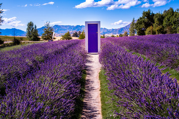Lavender field, New Zealand