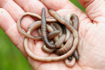 Earthworms. Lumbricus terrestris.