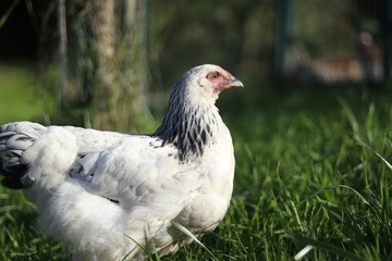 free range chicken on green grass