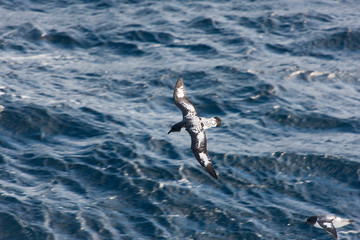 Antarctica albatross in flight on a cloudy winter day