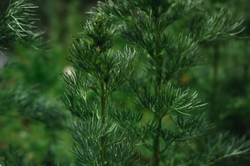Fototapeta na wymiar Green branch of a prickly Bush. Decorative bright green shrub in the garden.