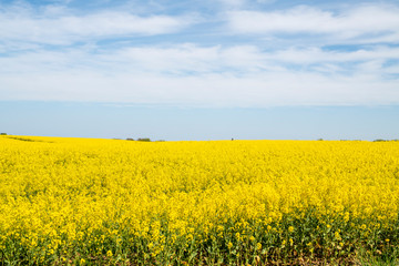 Blühendes Rapsfeld im Frühling in Schleswig-Holstein