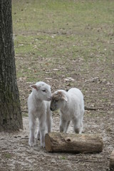 Two young lambs are cuddling together.