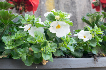 Detailed view of white flowering Bacopa, also known as Sutera cordata or Chaenostoma cordatum in a flower bed