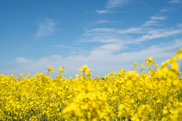 Blühendes Rapsfeld im Frühling in Schleswig-Holstein