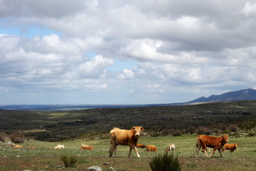 Fototapeta premium Couple of cows in Spanish mountain landscape in the area between Toledo and Avila in Spain