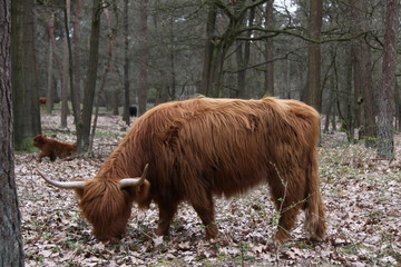 A Scottish highlander in the Staatsbossen of Sint Anthonis. Seen from the side 