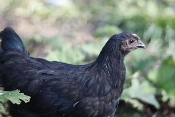free range chicken
