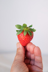 Appetizing strawberry held by fingers
