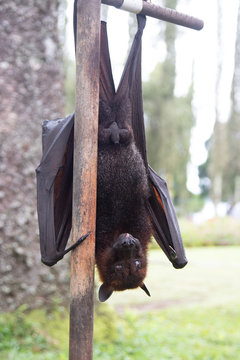 
A flying fox hangs upside down, clutching a tree with its claws. Funny picture of an exotic animal. Danger, cute, bat, exotic, mammals, tropics, wings, fox, Asia, beautiful, disease, virus carrier, c