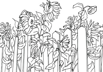 A field of sunflowers behind a wooden fence. Seamless horizontal pattern. Coloring pages. Line art, pen on a white background. vector illustration