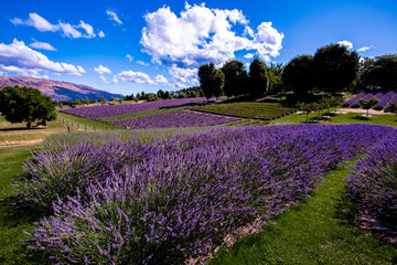Fototapeta premium Wanaka Lavender farm, Wanaka, New Zealand