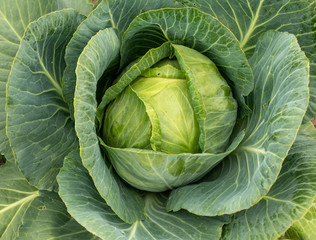 Close up of green cabbage plant (Brassica oleracea)