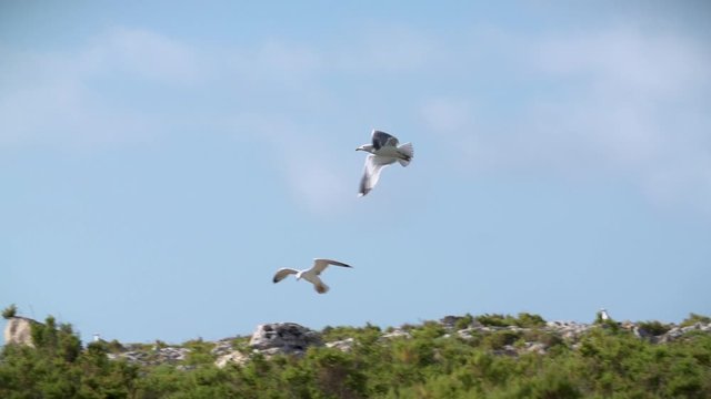 Slow motion shot of a seagull taking off from land on a windy day