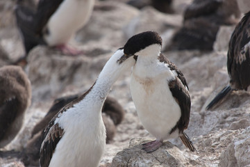 Antarctica Cape Bruntbluff flying penguin - loon on a cloudy winter day