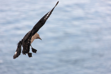 Antarctica albatross in flight on a cloudy winter day