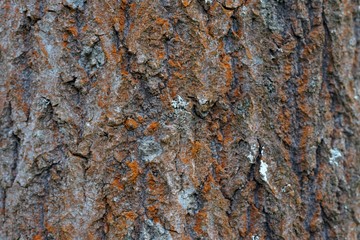 Texture of the brown bark of a tree