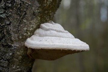 Tinder fungus on tree trunk, also called a bract or shelf