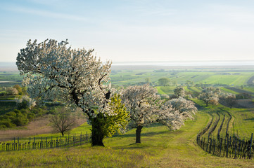cherry trees in bloom at lake Neusiedlersee