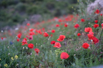 poppy, field, red, flower, nature, summer, poppies, spring, meadow, flowers, green, blossom, grass, bloom, plant, tulip, beauty, landscape, beautiful, garden, flora, tulips, color, sky, rural