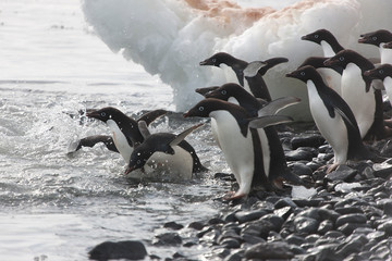 Antarctica Cape Brownbluff Adélie penguins enter the water on a cloudy winter day © Iurii