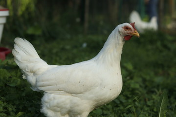 free range chickens in farm