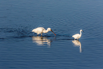 Spoonbill and Egret