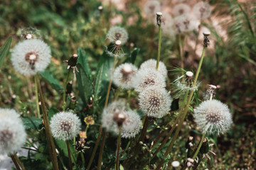 White dandelions. A group of white wildflowers, fluffy dandelion heads, and a bouquet of flowers. Field of dandelions.