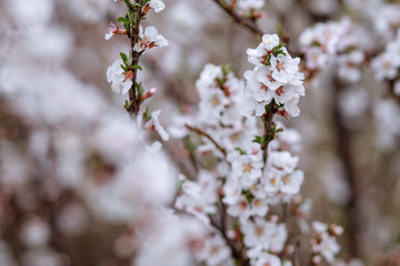 cherry tree blossom
