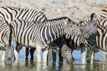 Wild zebras drinking water in waterhole in the African savanna