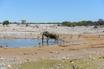 Fototapeta na wymiar Wild african elephant on the waterhole in the savanna