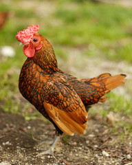 rooster in the farm