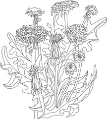 Dandelions in the leaves. Flower in one line. Line art. On a white background. Wildflowers. Vector illustration. 
coloring book for women