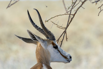 Wild springbok antelope portrait in the African savanna close up