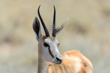 Het wilde portret van de springbokantilope in de Afrikaanse savanne close-up