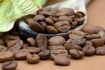 Coffee bean roasted caffeine espresso seed background