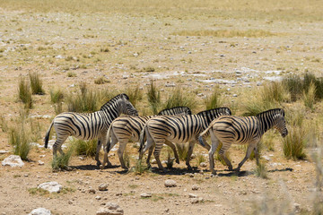 Fototapeta na wymiar Wild zebras walking in the African savanna