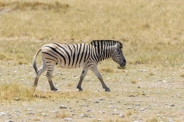 Obraz na płótnie Canvas Wild zebra walking in the African savanna close up