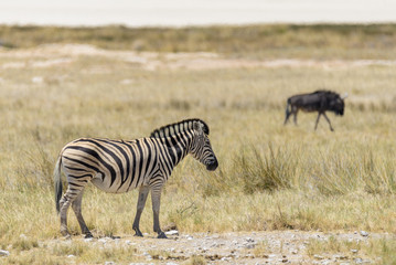 Obraz na płótnie Canvas Wild zebras walking in the African savanna with gnu antelopes on background