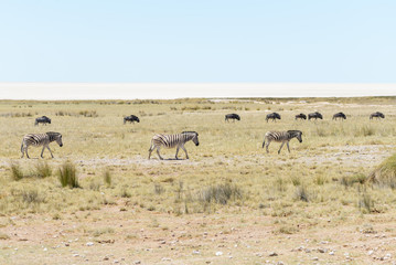 Naklejka na ściany i meble Wild zebras walking in the African savanna with gnu antelopes on background