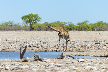 Giraffe drinking water on waterhole in the African savanna