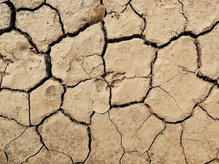 dog foot print on ground for background