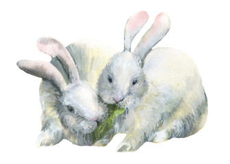 A cute pair of white rabbits. Rabbits eat.Watercolor illustration on a white background.