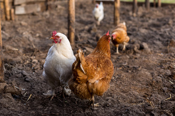 Hens walk on freshly digging land