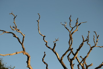 dead tree branches against blue sky