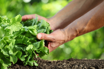 Naklejka na ściany i meble Hands picking green fresh lettuce plant in vegetable garden, close up on the soil