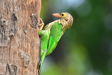 Lineated barbet with nature