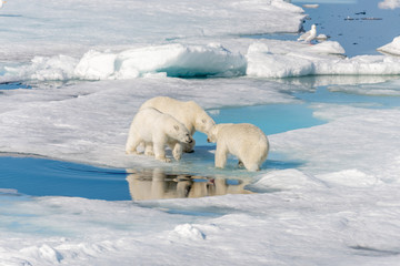 Wild polar bear (Ursus maritimus) mother and two young cubs on the pack ice, north of Svalbard...