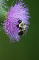 American Bumble Bee on Thistle Flower